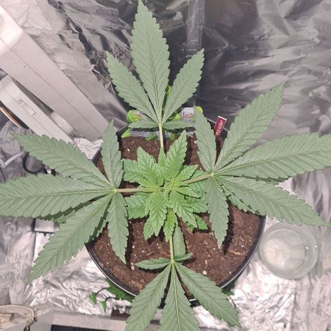 PURPLE KUSH  growlog timeline photo