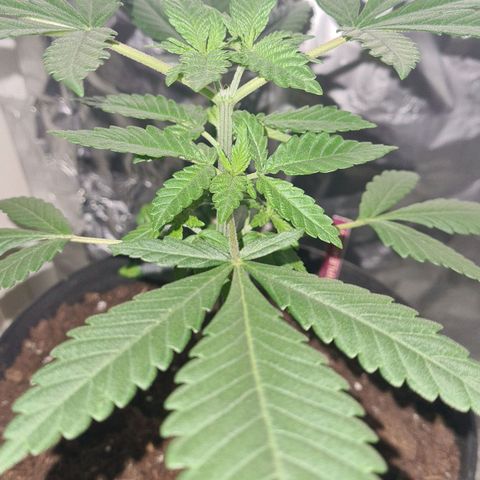 PURPLE KUSH  growlog timeline photo