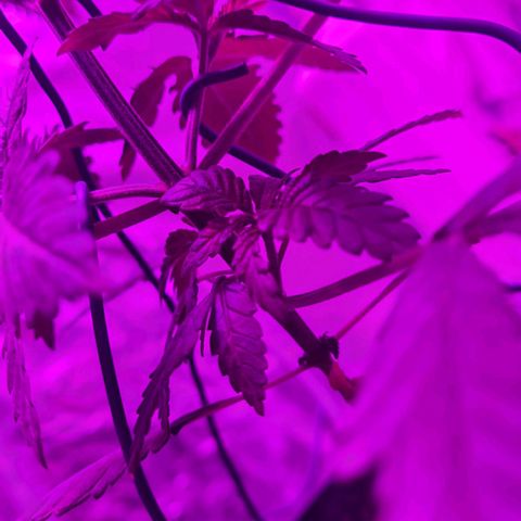 PURPLE KUSH  growlog photo: LTS low stress Training 