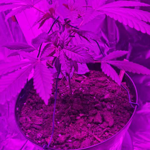 PURPLE KUSH  growlog photo: LTS low stress Training 