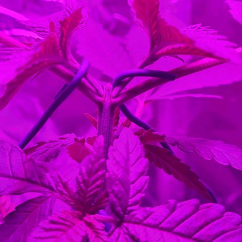 PURPLE KUSH  growlog photo: LTS low stress Training 