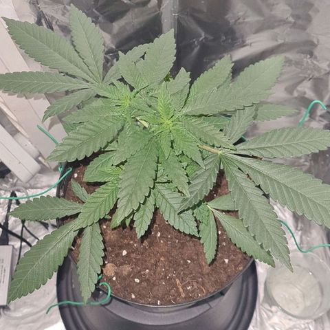 PURPLE KUSH  growlog photo: 21:44 Uhr 