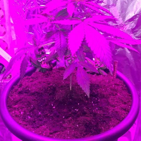 PURPLE KUSH  growlog photo: Umgetopft 