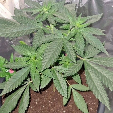 PURPLE KUSH  growlog timeline photo