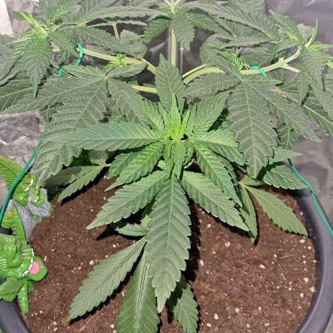 PURPLE KUSH  growlog timeline photo