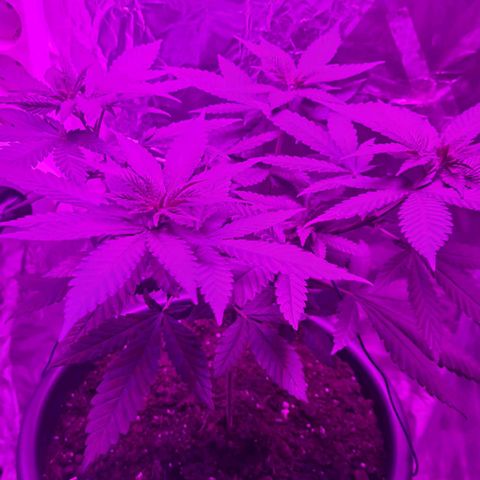PURPLE KUSH  growlog timeline photo