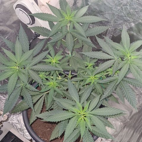 PURPLE KUSH  growlog timeline photo