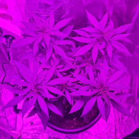 PURPLE KUSH  growlog timeline photo
