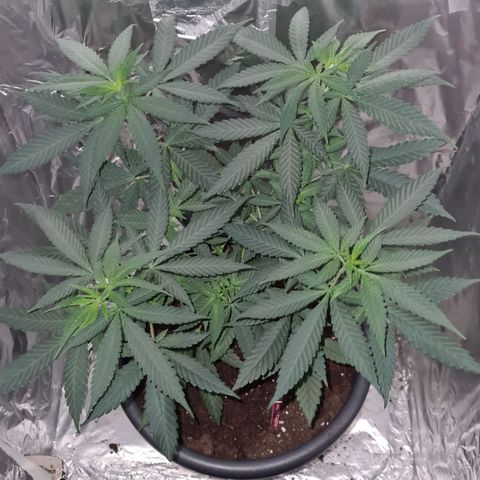 PURPLE KUSH  growlog timeline photo