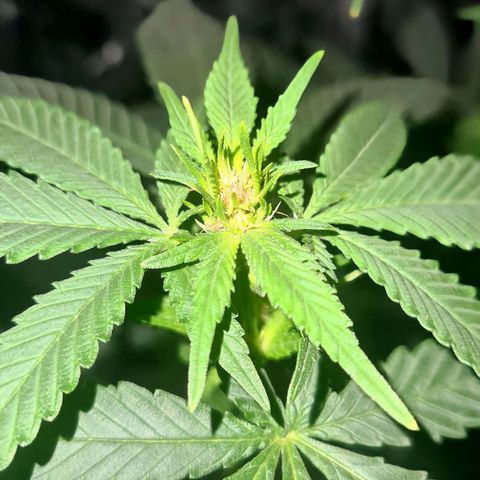 PURPLE KUSH  growlog timeline photo