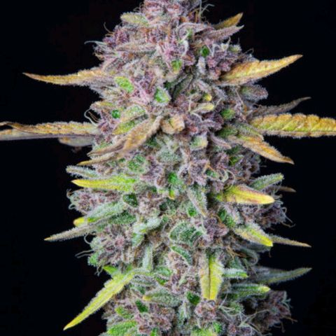 Marisoles. Og Kush, Sweetberry, Pinneapple Punch, Wedding Cake growlog timeline photo