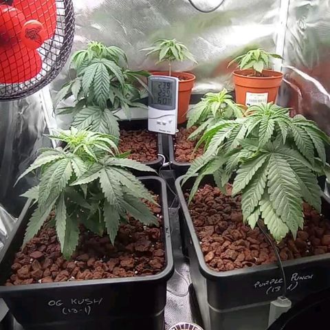 Marisoles. Og Kush, Sweetberry, Pinneapple Punch, Wedding Cake growlog photo: Día 25