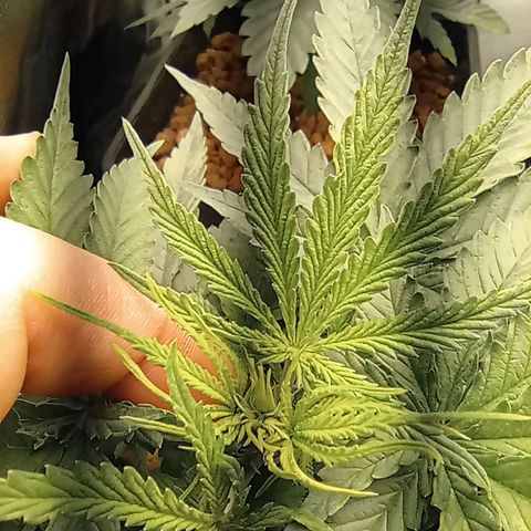 Marisoles. Og Kush, Sweetberry, Pinneapple Punch, Wedding Cake growlog photo: Paso a floración 