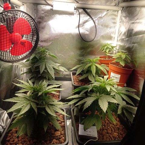 Marisoles. Og Kush, Sweetberry, Pinneapple Punch, Wedding Cake growlog photo: Paso a floración 