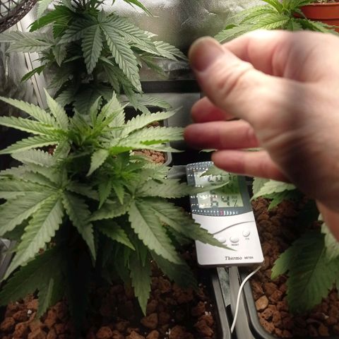 Marisoles. Og Kush, Sweetberry, Pinneapple Punch, Wedding Cake growlog photo: Paso a floración 