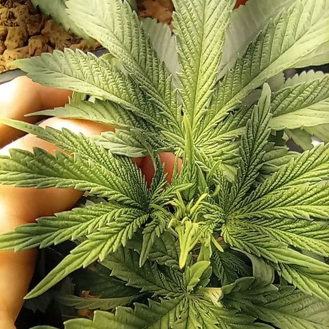 Marisoles. Og Kush, Sweetberry, Pinneapple Punch, Wedding Cake growlog photo: Paso a floración 