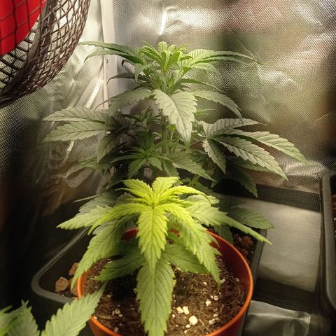 Marisoles. Og Kush, Sweetberry, Pinneapple Punch, Wedding Cake growlog photo: Primer día de floración 