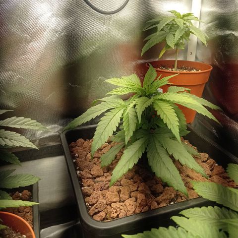 Marisoles. Og Kush, Sweetberry, Pinneapple Punch, Wedding Cake growlog photo: Primer día de floración 