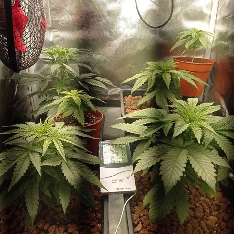 Marisoles. Og Kush, Sweetberry, Pinneapple Punch, Wedding Cake growlog photo: Primer día de floración 
