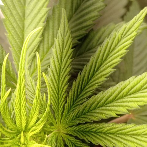 Marisoles. Og Kush, Sweetberry, Pinneapple Punch, Wedding Cake growlog photo: Todos los parámetros correctos en mi primer cultivo 