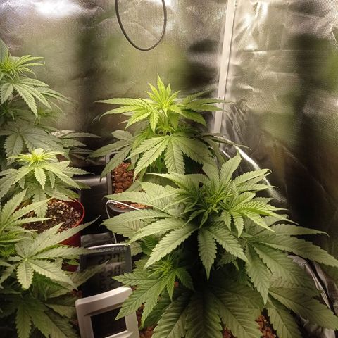 Marisoles. Og Kush, Sweetberry, Pinneapple Punch, Wedding Cake growlog photo: Todos los parámetros correctos en mi primer cultivo 