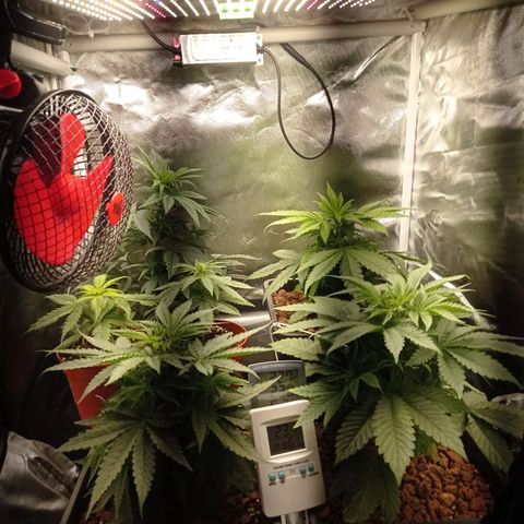 Marisoles. Og Kush, Sweetberry, Pinneapple Punch, Wedding Cake growlog photo: Todos los parámetros correctos en mi primer cultivo 