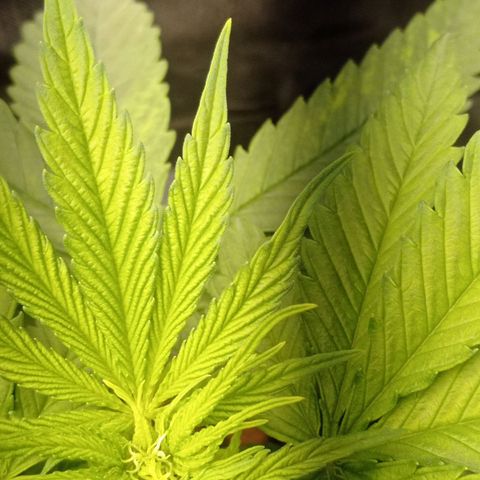 Marisoles. Og Kush, Sweetberry, Pinneapple Punch, Wedding Cake growlog photo: Todos los parámetros correctos en mi primer cultivo 