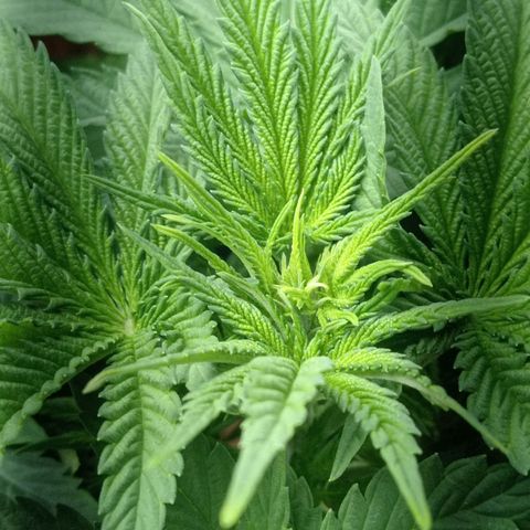Marisoles. Og Kush, Sweetberry, Pinneapple Punch, Wedding Cake growlog photo: Todos los parámetros correctos en mi primer cultivo 