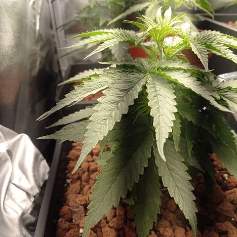 Marisoles. Og Kush, Sweetberry, Pinneapple Punch, Wedding Cake growlog timeline photo