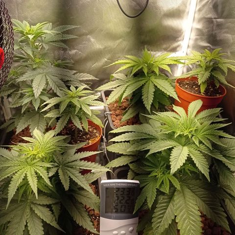 Marisoles. Og Kush, Sweetberry, Pinneapple Punch, Wedding Cake growlog timeline photo