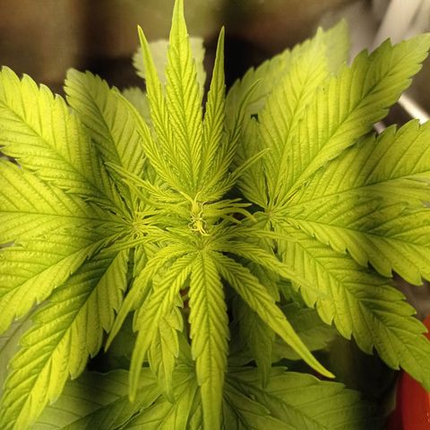 Marisoles. Og Kush, Sweetberry, Pinneapple Punch, Wedding Cake growlog timeline photo