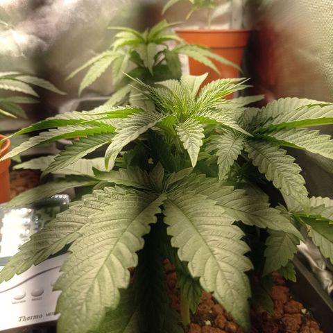 Marisoles. Og Kush, Sweetberry, Pinneapple Punch, Wedding Cake growlog timeline photo