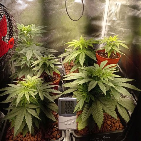Marisoles. Og Kush, Sweetberry, Pinneapple Punch, Wedding Cake growlog timeline photo
