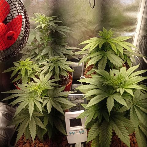 Marisoles. Og Kush, Sweetberry, Pinneapple Punch, Wedding Cake growlog timeline photo