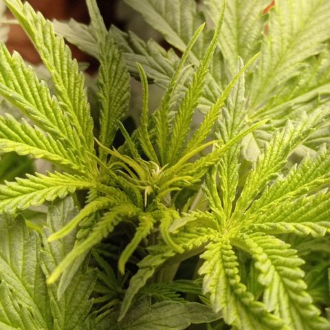 Marisoles. Og Kush, Sweetberry, Pinneapple Punch, Wedding Cake growlog timeline photo