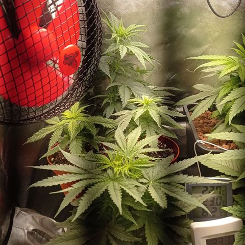 Marisoles. Og Kush, Sweetberry, Pinneapple Punch, Wedding Cake growlog timeline photo