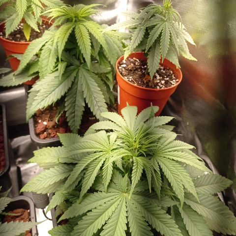 Marisoles. Og Kush, Sweetberry, Pinneapple Punch, Wedding Cake growlog photo: Primer mes