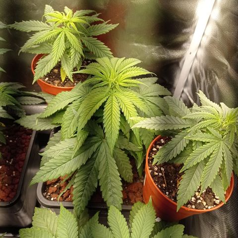 Marisoles. Og Kush, Sweetberry, Pinneapple Punch, Wedding Cake growlog photo: Primer mes