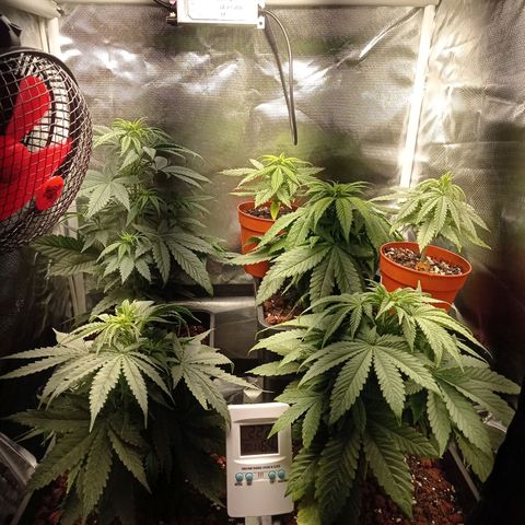 Marisoles. Og Kush, Sweetberry, Pinneapple Punch, Wedding Cake growlog photo: Primer mes