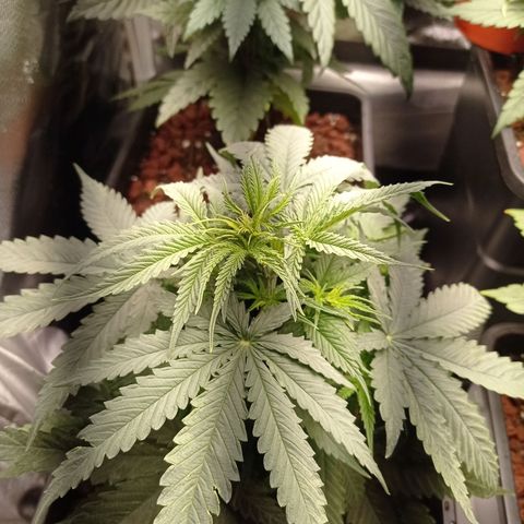 Marisoles. Og Kush, Sweetberry, Pinneapple Punch, Wedding Cake growlog photo: Primer mes