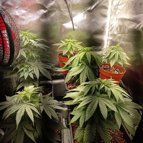 Marisoles. Og Kush, Sweetberry, Pinneapple Punch, Wedding Cake growlog photo: Primer mes