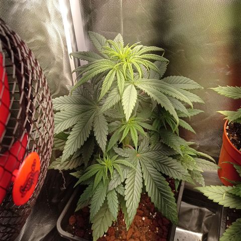 Marisoles. Og Kush, Sweetberry, Pinneapple Punch, Wedding Cake growlog photo: Primer mes