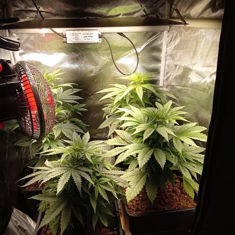 Marisoles. Og Kush, Sweetberry, Pinneapple Punch, Wedding Cake growlog timeline photo