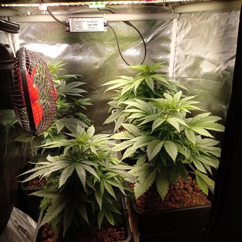 Marisoles. Og Kush, Sweetberry, Pinneapple Punch, Wedding Cake growlog timeline photo