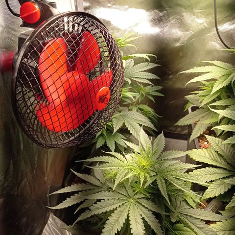 Marisoles. Og Kush, Sweetberry, Pinneapple Punch, Wedding Cake growlog timeline photo