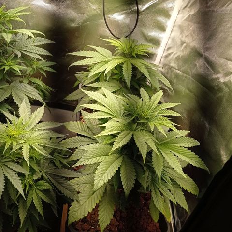 Marisoles. Og Kush, Sweetberry, Pinneapple Punch, Wedding Cake growlog timeline photo