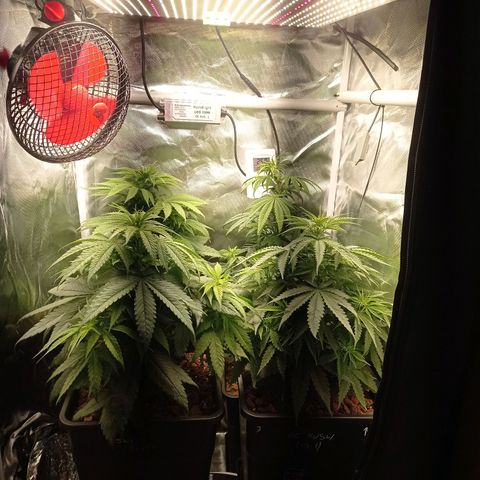 Marisoles. Og Kush, Sweetberry, Pinneapple Punch, Wedding Cake growlog timeline photo