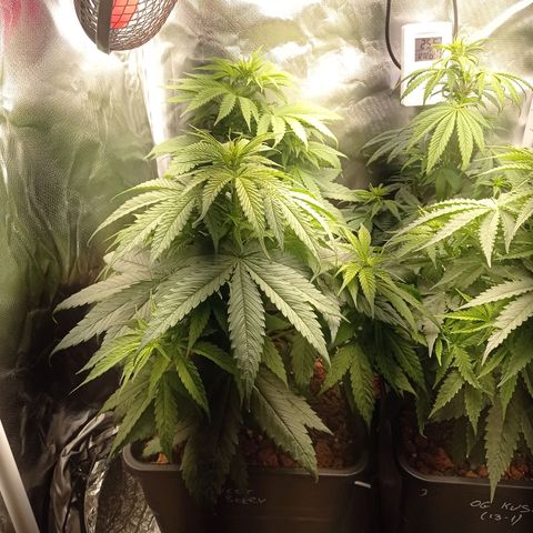 Marisoles. Og Kush, Sweetberry, Pinneapple Punch, Wedding Cake growlog timeline photo