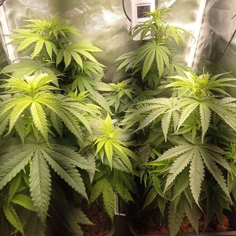 Marisoles. Og Kush, Sweetberry, Pinneapple Punch, Wedding Cake growlog timeline photo