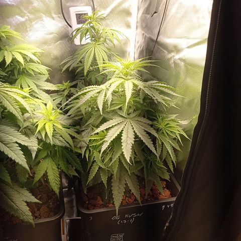 Marisoles. Og Kush, Sweetberry, Pinneapple Punch, Wedding Cake growlog timeline photo